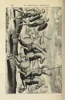 Picture 6 of 23 from Ivusti LipsI De militia Romana libri qvinqve : commentarivs ad Polybium (1630), leaf 144