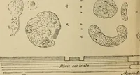 An illustration from IX esposizione internazionale d'arte della citta di Venezia, 1910 : catalogo (1910)