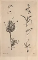 Picture 1 of 2 from Ixia : quam dissertatione botanica delineatam, cons. experient. Fac. Med. Upsal. præside Carol. P. Thunberg ... (1783), leaf 31