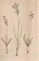 An illustration from Ixia : quam dissertatione botanica delineatam, cons. experient. Fac. Med. Upsal. præside Carol. P. Thunberg ... (1783)