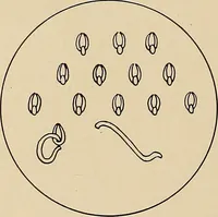 An illustration from Jacobean crewel work and traditional designs (1900)