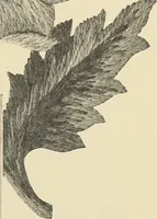 An illustration from Jacobean crewel work and traditional designs (1900)
