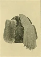 Picture 19 of 166 from Jahrbuch der hamburgischen Wissenschaftlichen Anstalten (1883), leaf 219