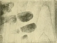 An illustration from Jahrbuch der hamburgischen Wissenschaftlichen Anstalten (1883)