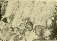 An illustration from Jahrbuch der hamburgischen Wissenschaftlichen Anstalten (1883)