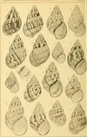 Picture 55 of 166 from Jahrbuch der hamburgischen Wissenschaftlichen Anstalten (1883), leaf 715