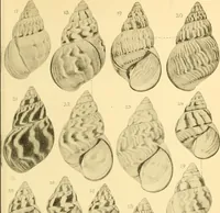 Picture 56 of 166 from Jahrbuch der hamburgischen Wissenschaftlichen Anstalten (1883), leaf 716