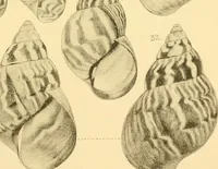 An illustration from Jahrbuch der hamburgischen Wissenschaftlichen Anstalten (1883)