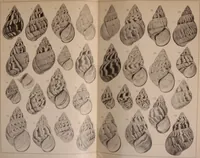 Picture 58 of 166 from Jahrbuch der hamburgischen Wissenschaftlichen Anstalten (1883), leaf 718