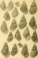 Picture 59 of 166 from Jahrbuch der hamburgischen Wissenschaftlichen Anstalten (1883), leaf 721