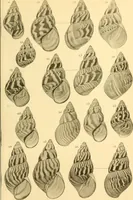 An illustration from Jahrbuch der hamburgischen Wissenschaftlichen Anstalten (1883)
