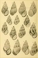 An illustration from Jahrbuch der hamburgischen Wissenschaftlichen Anstalten (1883)