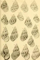 An illustration from Jahrbuch der hamburgischen Wissenschaftlichen Anstalten (1883)