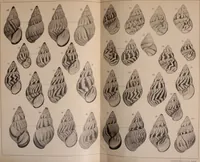 Picture 64 of 166 from Jahrbuch der hamburgischen Wissenschaftlichen Anstalten (1883), leaf 730