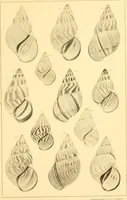 Picture 65 of 166 from Jahrbuch der hamburgischen Wissenschaftlichen Anstalten (1883), leaf 732