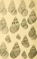 Picture 66 of 166 from Jahrbuch der hamburgischen Wissenschaftlichen Anstalten (1883), leaf 735