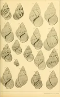 An illustration from Jahrbuch der hamburgischen Wissenschaftlichen Anstalten (1883)