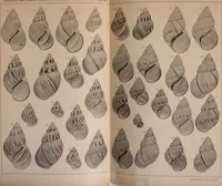 Picture 68 of 166 from Jahrbuch der hamburgischen Wissenschaftlichen Anstalten (1883), leaf 738