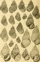 Picture 69 of 166 from Jahrbuch der hamburgischen Wissenschaftlichen Anstalten (1883), leaf 741