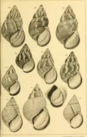 Picture 70 of 166 from Jahrbuch der hamburgischen Wissenschaftlichen Anstalten (1883), leaf 742