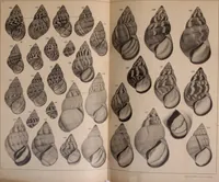 Picture 71 of 166 from Jahrbuch der hamburgischen Wissenschaftlichen Anstalten (1883), leaf 744
