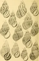 Picture 72 of 166 from Jahrbuch der hamburgischen Wissenschaftlichen Anstalten (1883), leaf 747
