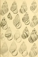 An illustration from Jahrbuch der hamburgischen Wissenschaftlichen Anstalten (1883)