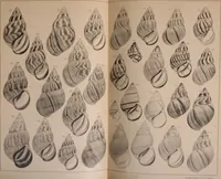 An illustration from Jahrbuch der hamburgischen Wissenschaftlichen Anstalten (1883)