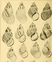 An illustration from Jahrbuch der hamburgischen Wissenschaftlichen Anstalten (1883)