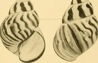 An illustration from Jahrbuch der hamburgischen Wissenschaftlichen Anstalten (1883)