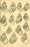 Picture 77 of 166 from Jahrbuch der hamburgischen Wissenschaftlichen Anstalten (1883), leaf 754