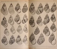 Picture 78 of 166 from Jahrbuch der hamburgischen Wissenschaftlichen Anstalten (1883), leaf 756
