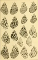 An illustration from Jahrbuch der hamburgischen Wissenschaftlichen Anstalten (1883)