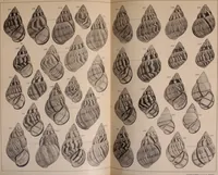 Picture 81 of 166 from Jahrbuch der hamburgischen Wissenschaftlichen Anstalten (1883), leaf 762