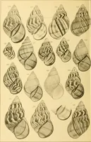 Picture 82 of 166 from Jahrbuch der hamburgischen Wissenschaftlichen Anstalten (1883), leaf 765