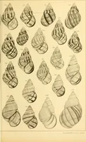 Picture 83 of 166 from Jahrbuch der hamburgischen Wissenschaftlichen Anstalten (1883), leaf 766