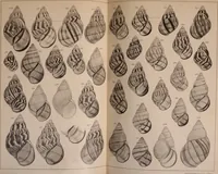 Picture 84 of 166 from Jahrbuch der hamburgischen Wissenschaftlichen Anstalten (1883), leaf 768