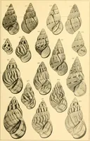 Picture 85 of 166 from Jahrbuch der hamburgischen Wissenschaftlichen Anstalten (1883), leaf 770