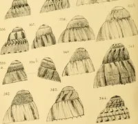 Picture 87 of 166 from Jahrbuch der hamburgischen Wissenschaftlichen Anstalten (1883), leaf 773