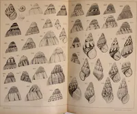 Picture 90 of 166 from Jahrbuch der hamburgischen Wissenschaftlichen Anstalten (1883), leaf 776