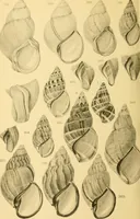 Picture 91 of 166 from Jahrbuch der hamburgischen Wissenschaftlichen Anstalten (1883), leaf 779