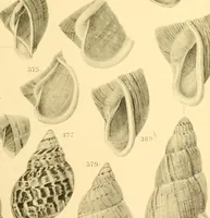 Picture 92 of 166 from Jahrbuch der hamburgischen Wissenschaftlichen Anstalten (1883), leaf 780
