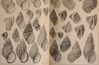 An illustration from Jahrbuch der hamburgischen Wissenschaftlichen Anstalten (1883)