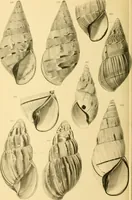 An illustration from Jahrbuch der hamburgischen Wissenschaftlichen Anstalten (1883)