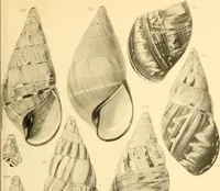 Picture 95 of 166 from Jahrbuch der hamburgischen Wissenschaftlichen Anstalten (1883), leaf 786
