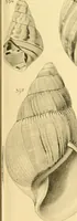 An illustration from Jahrbuch der hamburgischen Wissenschaftlichen Anstalten (1883)