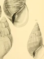 Picture 97 of 166 from Jahrbuch der hamburgischen Wissenschaftlichen Anstalten (1883), leaf 786