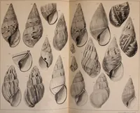 Picture 98 of 166 from Jahrbuch der hamburgischen Wissenschaftlichen Anstalten (1883), leaf 788