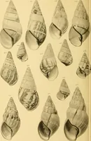 Picture 99 of 166 from Jahrbuch der hamburgischen Wissenschaftlichen Anstalten (1883), leaf 791