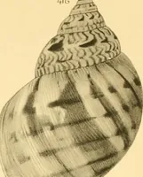 Picture 100 of 166 from Jahrbuch der hamburgischen Wissenschaftlichen Anstalten (1883), leaf 792